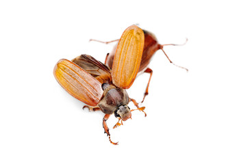 Two May-bug also cockchafe ,tree beetle, (Melontha Vulgaris)