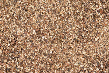 Ground black pepper (Piper nigrum) .