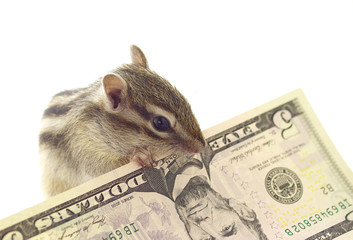 Chipmunk grasping 5 dollars