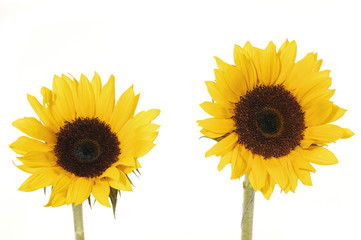 Two beautiful blossoms of yellow sunflowers