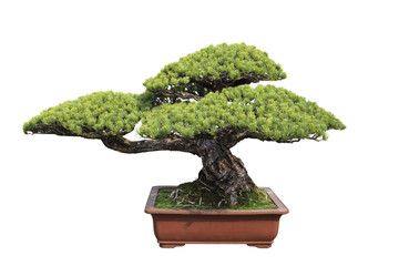 green bonsai pine