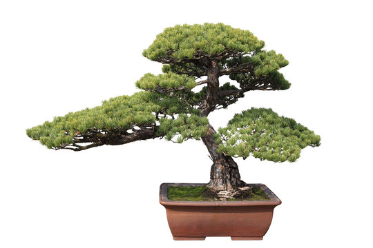 green bonsai pine
