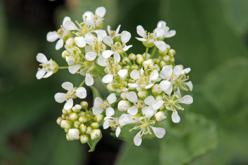 Whitetop or hoary cress