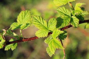 Young green branch of raspberry in springtime