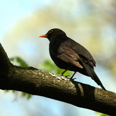 Blackbird on branch