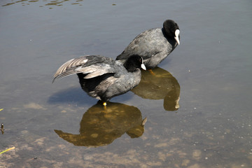 Blässhühner