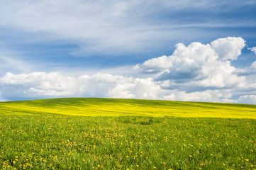 Obraz premium Horizon with yellow field