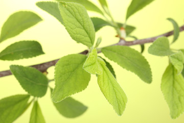 Naklejka na ściany i meble Branch with green leaves on green background