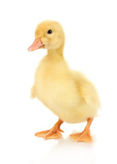 Duckling isolated on white