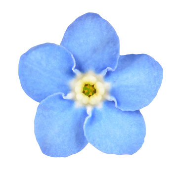Fototapeta Forget-me-not Blue Flower Isolated on White