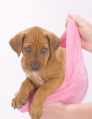 adorable puppy hanging in a pink sock