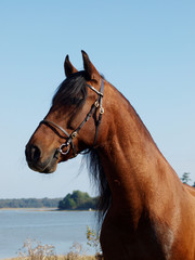 Obraz premium Andalusian Spanish Horse Head Shot