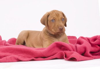 beautiful rhodesian ridgeback puppy, lying down on pink blanket