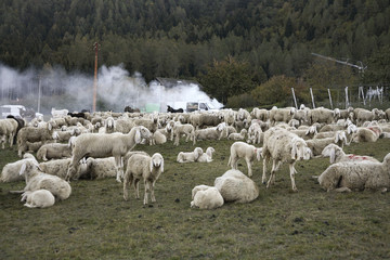 Obraz premium pecore al pascolo,Trentino Altoadige
