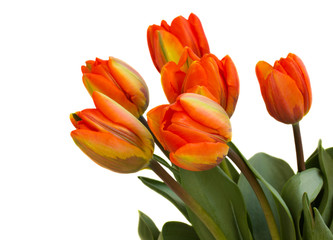 Fototapeta premium orange tulips bouquet