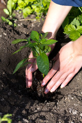 Junger Steckling Paprika,Gartenarbeit