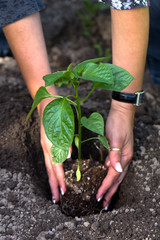 Junger Steckling Paprika