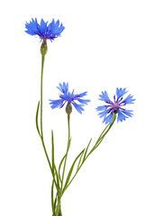 isolated three blue chicory flowers