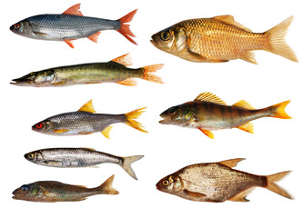 eight isolated freshwater fishes collection