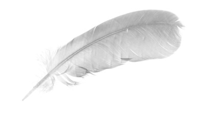 light grey isolated single feather