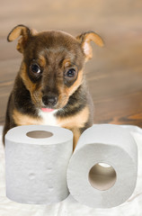 Pet's toilet training