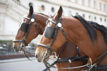 Horse in the square in Vienna © teplova