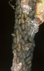 Aphids, extreme close up with high magnification