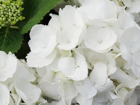 Hydrangea macrophylla