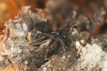 Shiny black wood ant, Lasius fuliginosus on wood