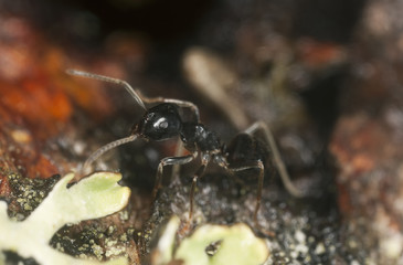 Shiny black wood ant, Lasius fuliginosus on wood