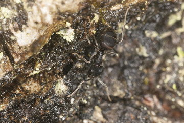 Shiny black wood ant, Lasius fuliginosus on wood