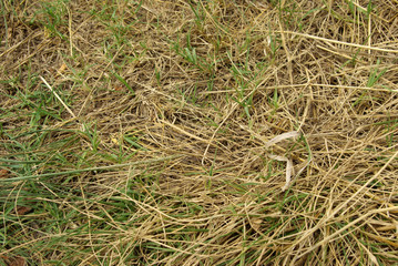 Phasme: l'art du camouflage