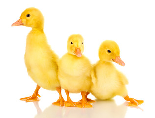 Three duckling isolated on white