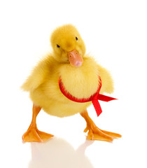 Duckling with ribbon isolated on white