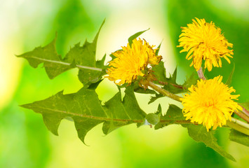 dandelion flowers and leaves on green background