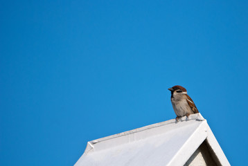 Vogel Sperling Spatz Dach
