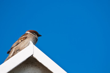 Vogel Sperling Spatz Dach