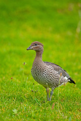 Australian Wood Duck, Chenonetta jubata