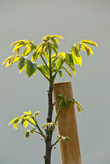 Junger Nussbaum Garten Trieb