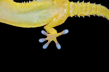 hind leg of gecko lizard closeup