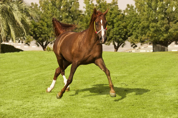 An Arabian Horse on a farm