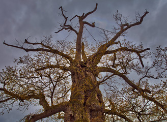The guillotine oak Brocéliande forest, France