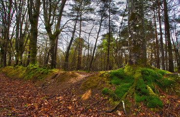 Paimpont forest, France