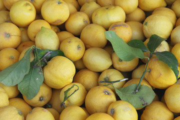 erntefrische Zitronen