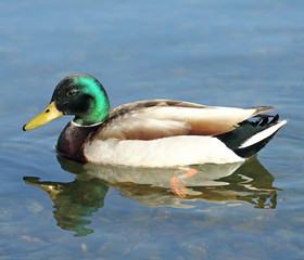 Obraz premium mallard on the lake