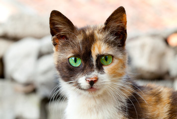 Fototapeta premium cat with green eyes