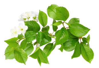 Branch of plum tree with leaf and white flowers