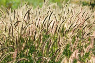 tropical cereal meadow