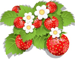 strawberry bush