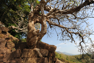alberi del sito archeologico Khmer di Wat Phu a Champasak, Laos